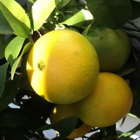 Διαμέρισμα Marta